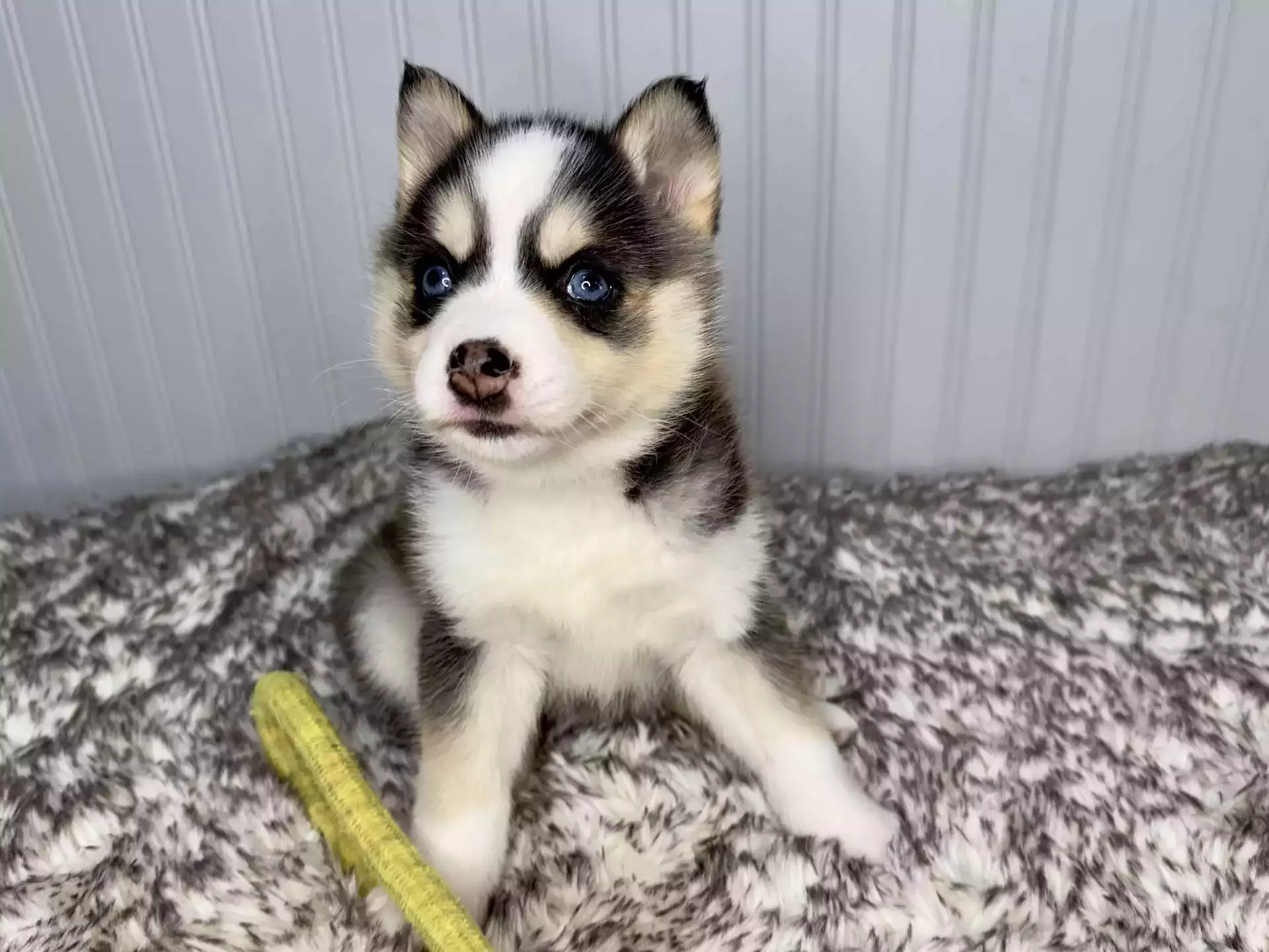 Male Pomsky Pup - Juneau