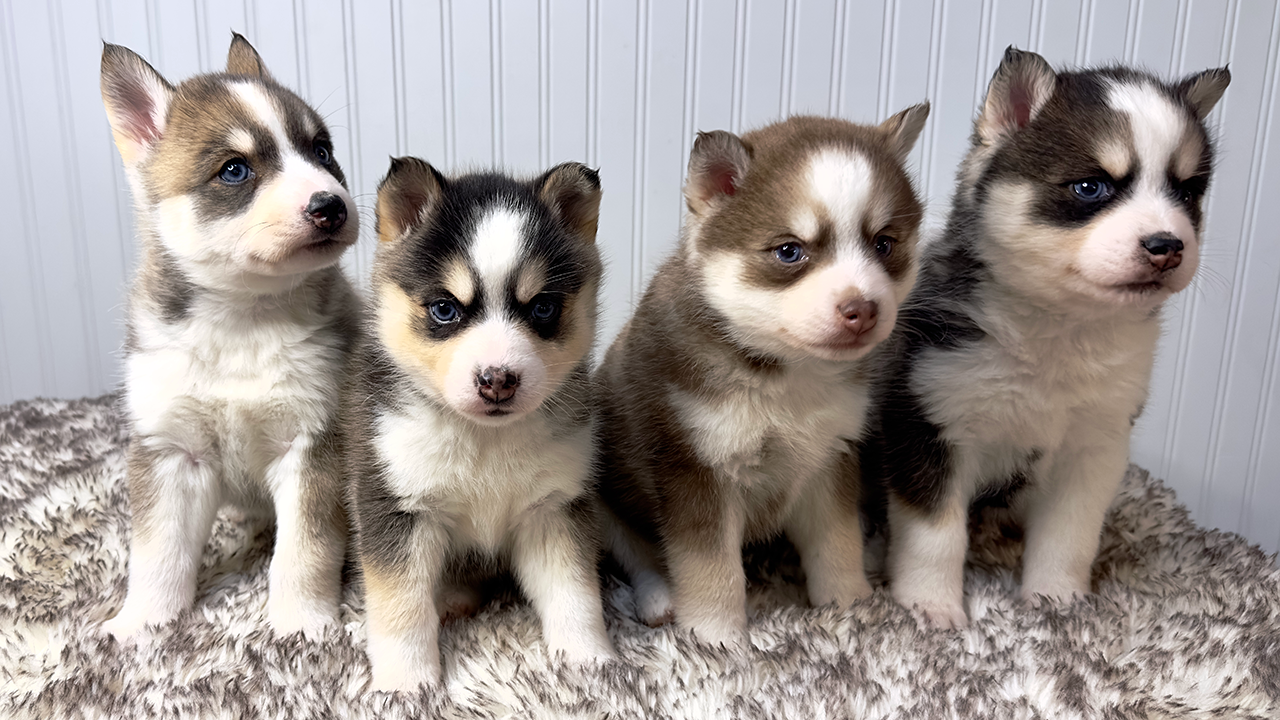 Litter of Pomsky Puppies Available