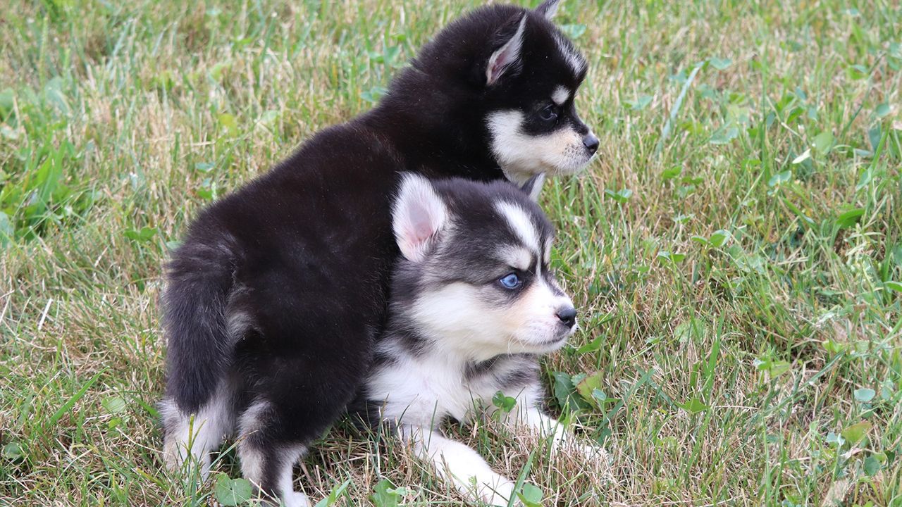 F1b Pomsky Puppies - Born August 4, 2023
