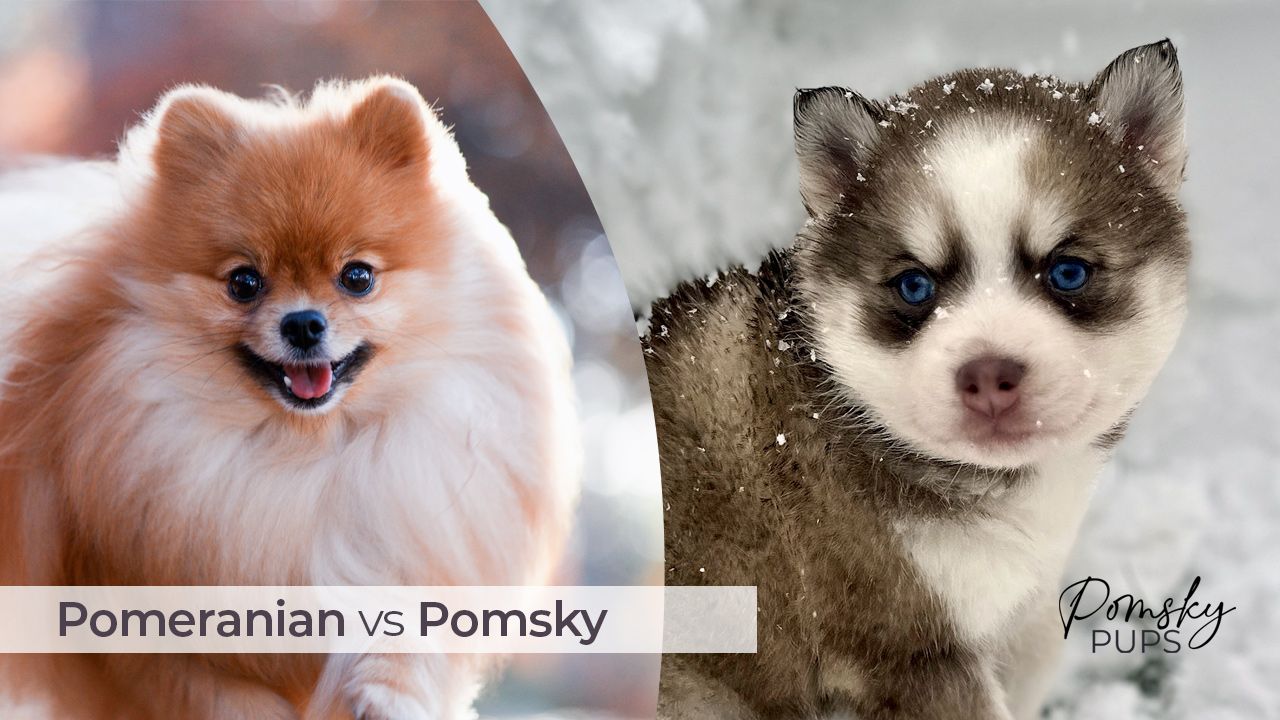 Husky vs Pomsky