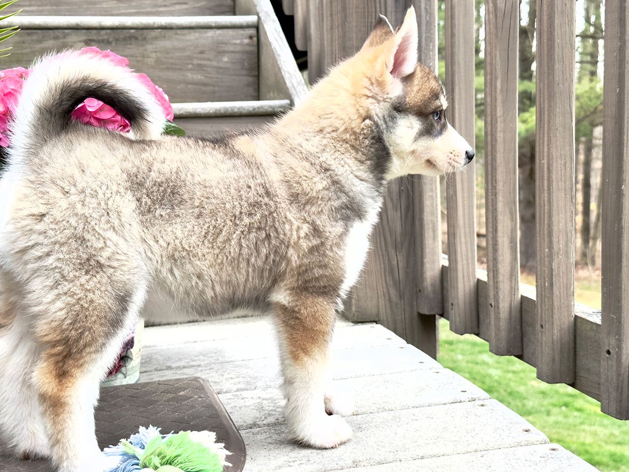 Male Pomsky Pup - Kodiak