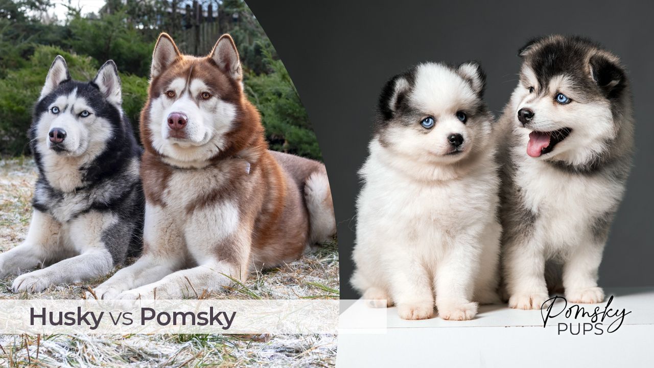 Full Size Pomsky Vs Husky  : Which to Choose?