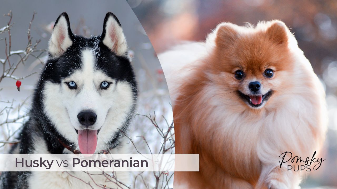 Pomeranian vs Husky